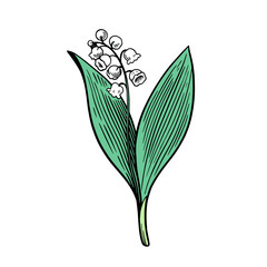 Lily of the valley isolated on white background. Hand drawn vector illustration in engraving style.