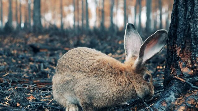 Close up of a rabbit in the burnt-out forest