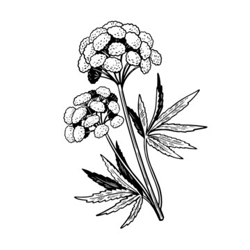 Poisonous plant Cicuta isolated on white background. Hand drawn vector illustration in vintage engraving style.