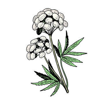 white flower plant green leaves botanical art clip art preview