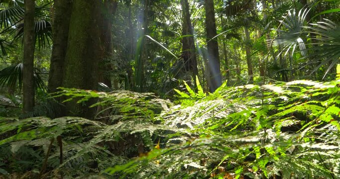 Biodiversity Rainforest jungle wilderness natural ecosystem environment