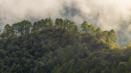 Aerial view tropical rain forest ecosystem and healthy environment concept and background, Texture of nature green tree forest in mountain. © Kalyakan