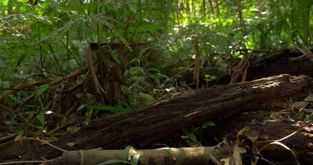 Leaf litter on forest floor decomposition of organic matter carbon cycle