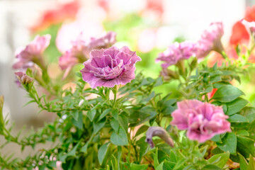 Fototapeta na wymiar 華麗な八重咲きピンクのペチュニア。美しい花ペチュニアの花言葉は「あなたと一緒なら心が安らぐ
