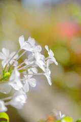 ベランダガーデニングのルリマツリの花。背景をぼかしてコピースペースにする。