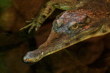 Thyroid crocodile on the surface of the pond.