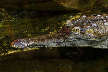 Thyroid crocodile on the surface of the pond.