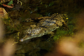 Fototapeta premium Thyroid crocodile on the surface of the pond.
