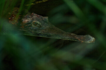 Thyroid crocodile on the surface of the pond.