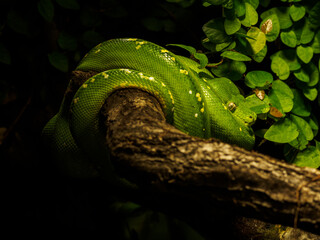 Green python wrapped on a branch.