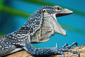 The blue monitor opens its mouth.