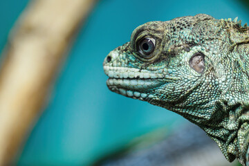 Moluccan agama in detail on the head.
