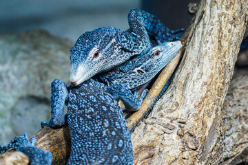 A blue monitor lizard climbs on another branch.