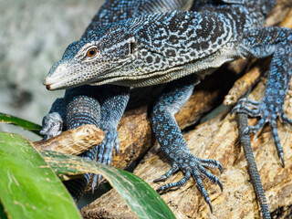 A blue monitor lizard climbs on another branch.