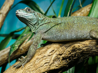 Moluccan agama in detail on the head.
