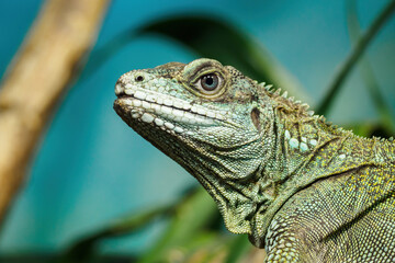 Moluccan agama in detail on the head.