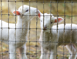 Lambs standing inside sheep barn.  Santa Clara County, California, USA.