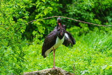 ein Schwarzstorch putzt sich stehend auf einem Stein