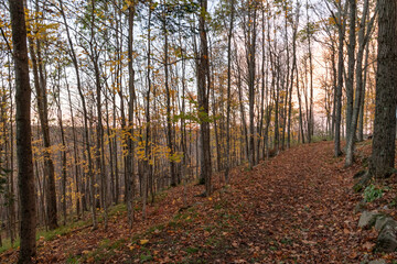 Obraz premium Autumn Gold Sunset through the Trees