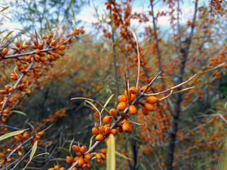Ripe sea buckthorn berries on the bushes in the garden.