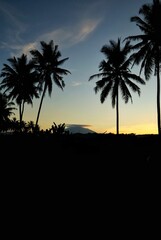 palm silhouette