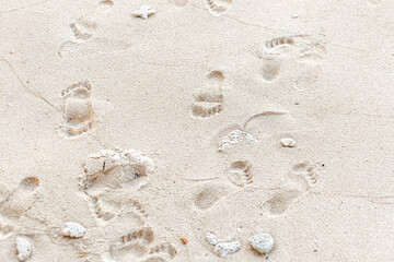 Fototapeta na wymiar close up of sea beach sand for texture and background 