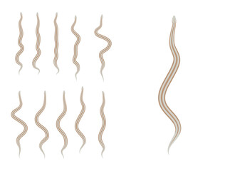 Animal Animation Sequence Rosa Boa Cartoon Vector