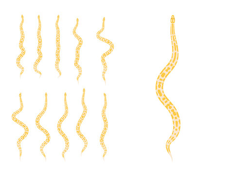 Animal Animation Sequence Ball Python Cartoon Vector