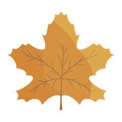 maple leaf for thanksgiving color illustration
