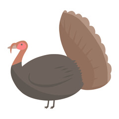 turkey for thanksgiving color illustration