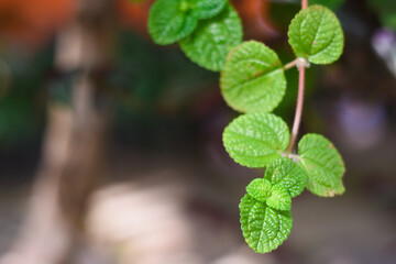 Melissa officinalis in green vegetable garden