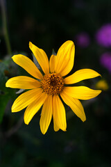 arnica flowe in the garden 