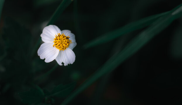 white daisy  bidens pilosa