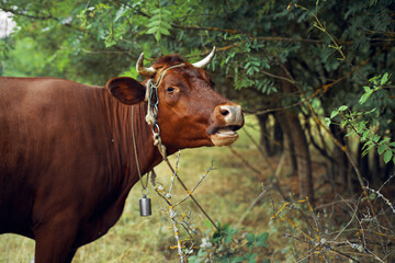 animals mammals grazing farm cow nature agriculture