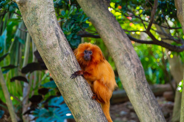 Golden Lion Tamarin