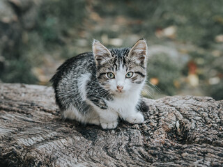 Naklejka na ściany i meble Small gray mongrel kitten on a tree stump