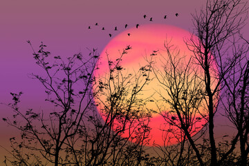 Sunset and silhouette birds flying over dry trees in night sky