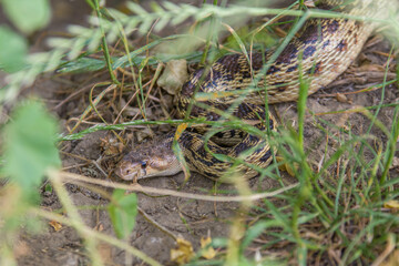 Gopher snake curled up under the grass