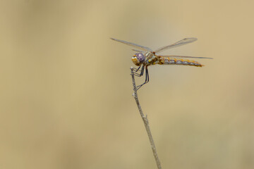 an orange purple eyed dragonfly perched on a small dead stick