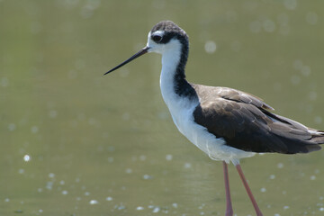 Black necked stilt shorebird wading in the water