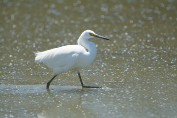 Snowy Egret wading in the shallow waters