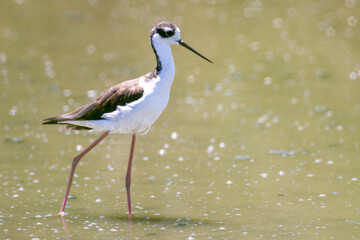 Black necked stilt shorebird wading in the water