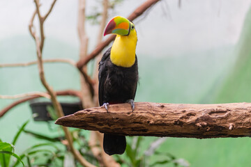 Keel-billed toucan