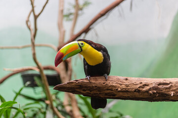 Keel-billed toucan