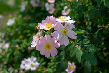 Rosehip flowers on a blurred green background with bokeh