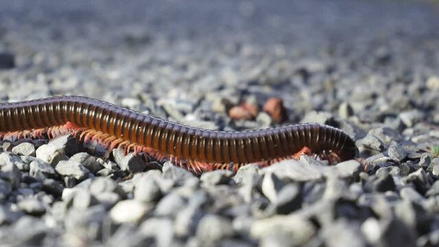 A millipede walking on a rock can clearly see the work of its legs. Millipede legs. Working of millipede legs.