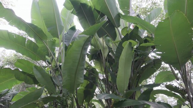 Banana plantation green leaf swaying by wind