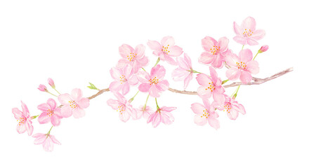Obraz na płótnie Canvas 桜の枝　水彩イラスト　手描きアナログ