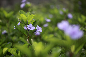 Purple trumpet flower or Ruellia tuberosa is plant originating from Mexico, the Caribbean and South America contains anthocyanin pigments