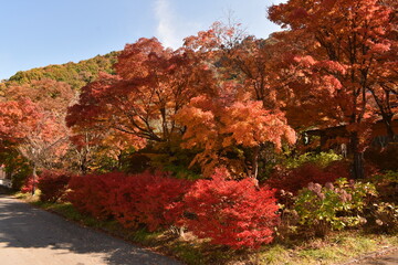 紅葉